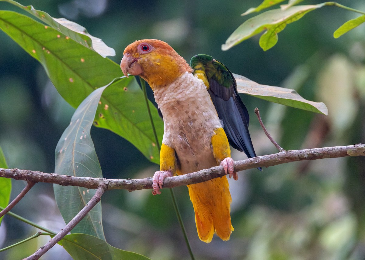 White-bellied Parrot - ML623983013