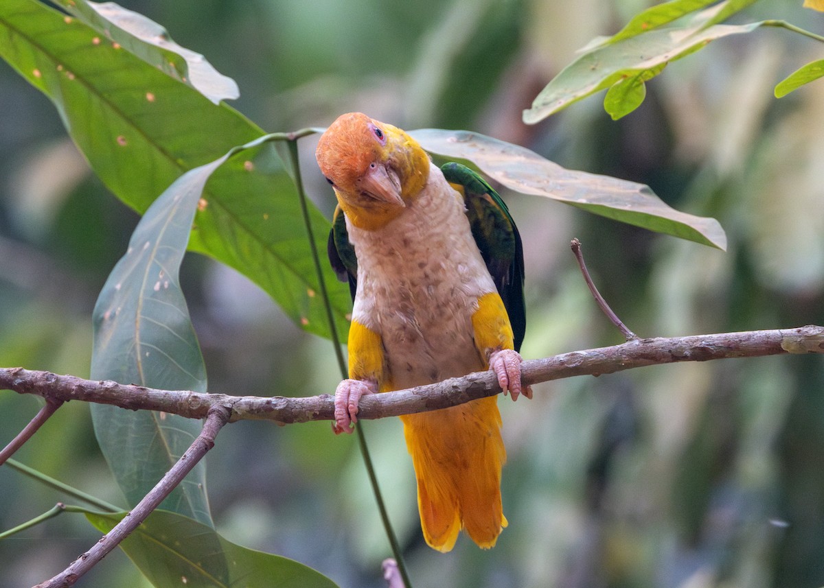 White-bellied Parrot - ML623983015