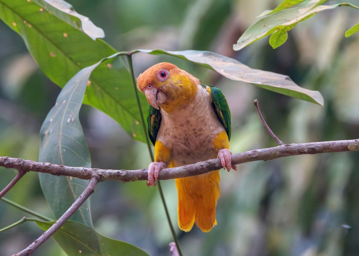 White-bellied Parrot - ML623983018