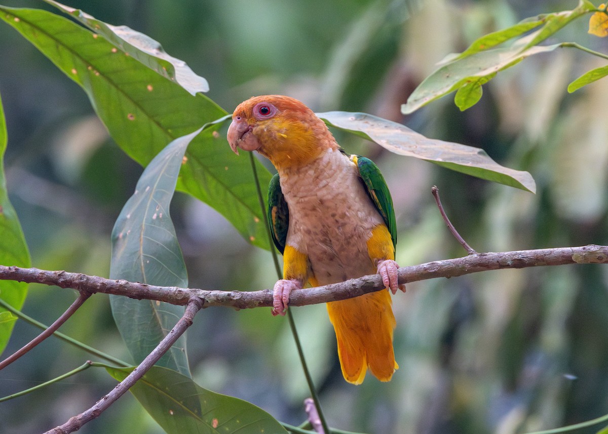 White-bellied Parrot - ML623983019