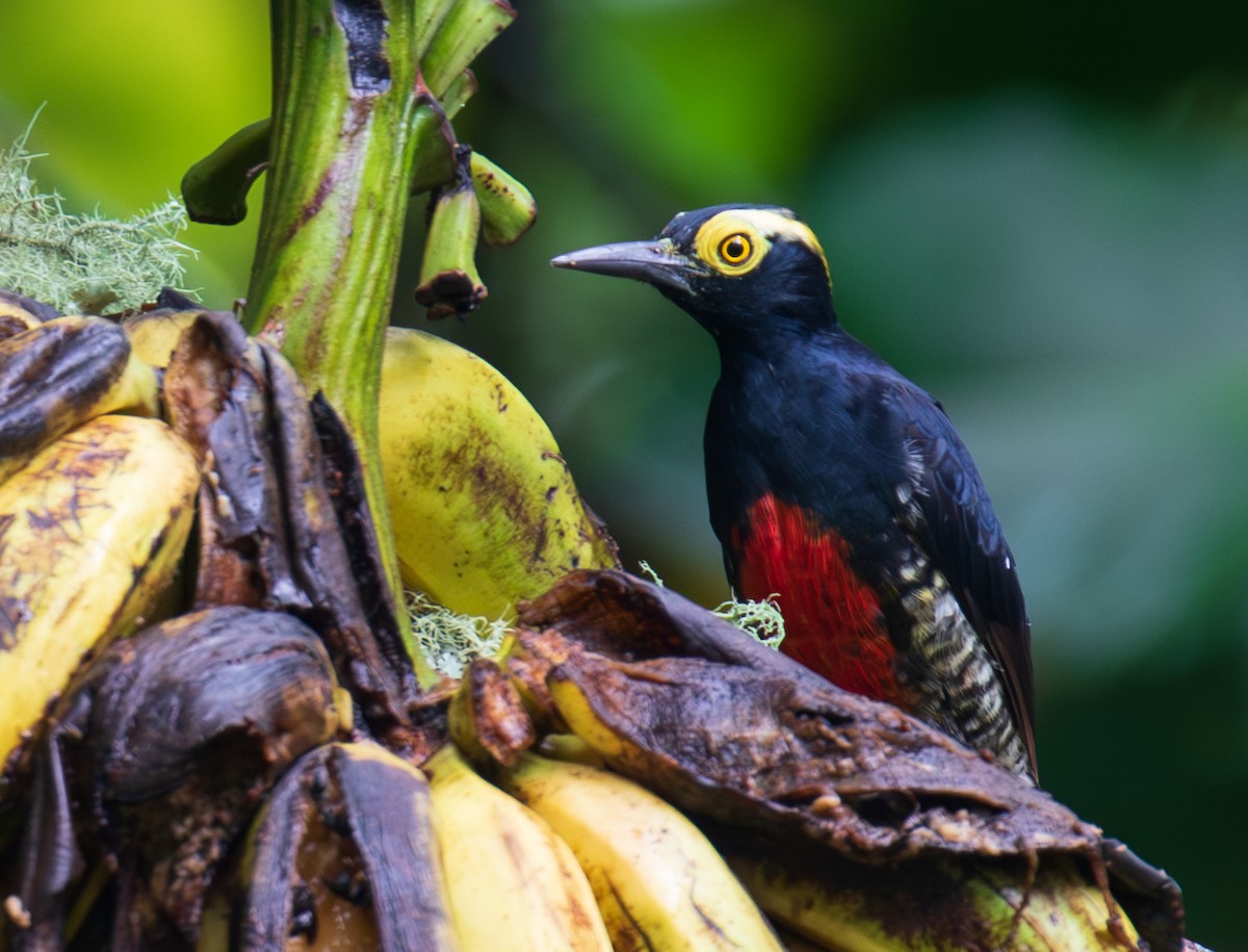 Yellow-tufted Woodpecker - ML623983024