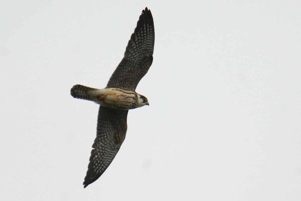 Red-footed Falcon - ML623983045