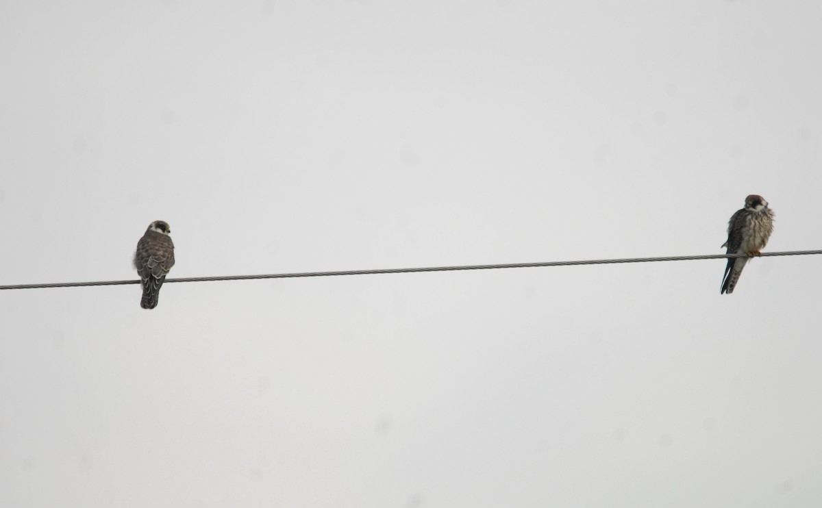 Red-footed Falcon - ML623983046