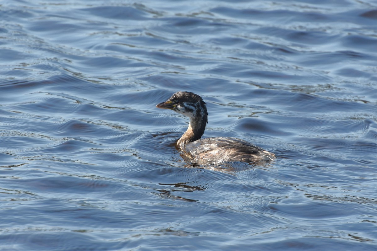 Pied-billed Grebe - ML623983081