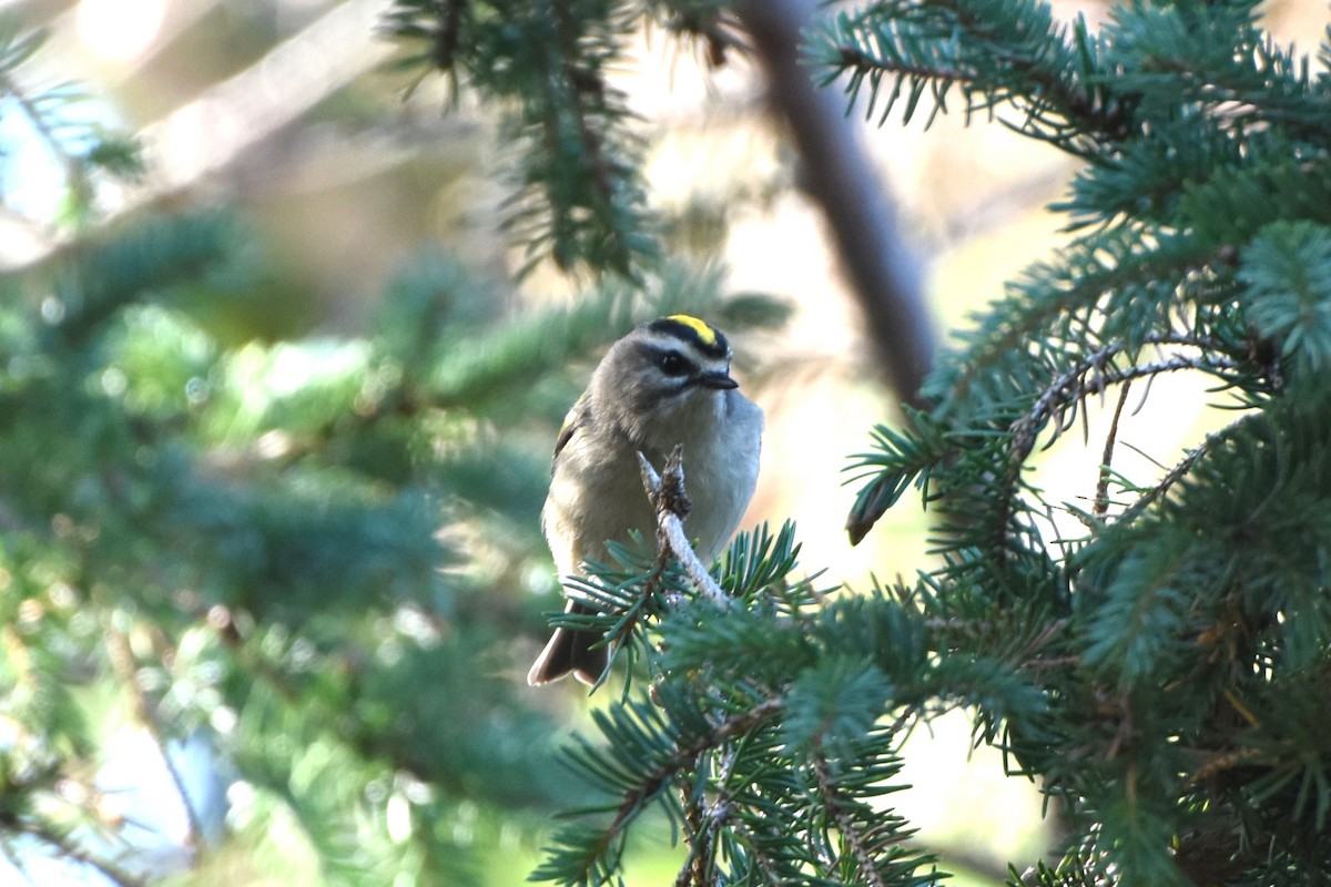 Golden-crowned Kinglet - ML623983093