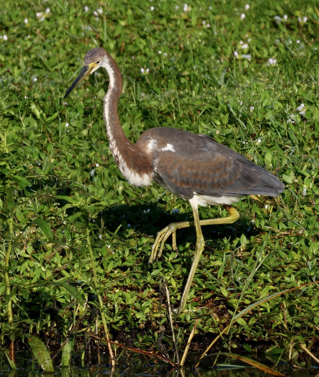 Tricolored Heron - ML623983119