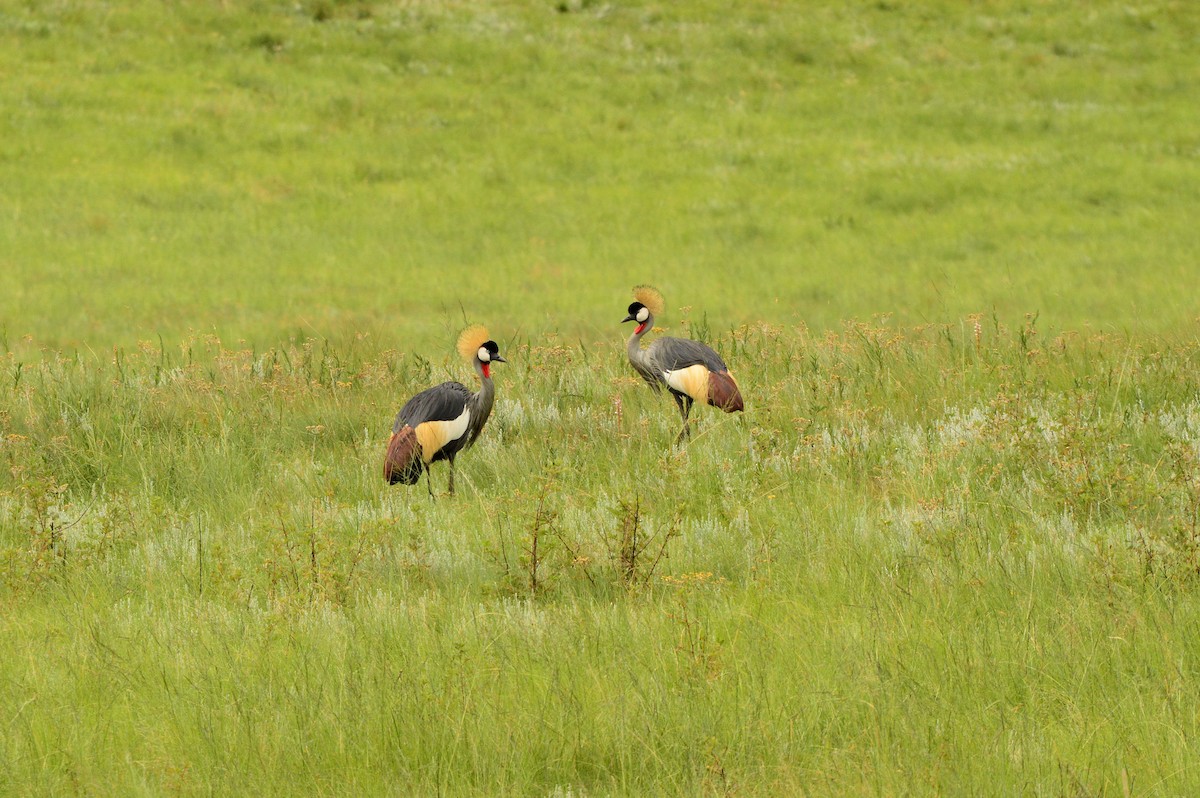 Gray Crowned-Crane - ML623983134