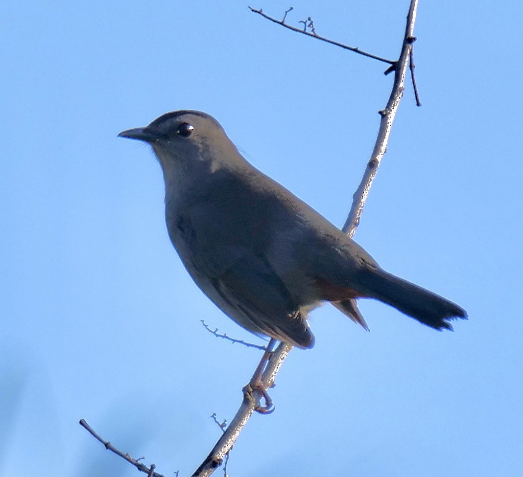 Gray Catbird - ML623983167