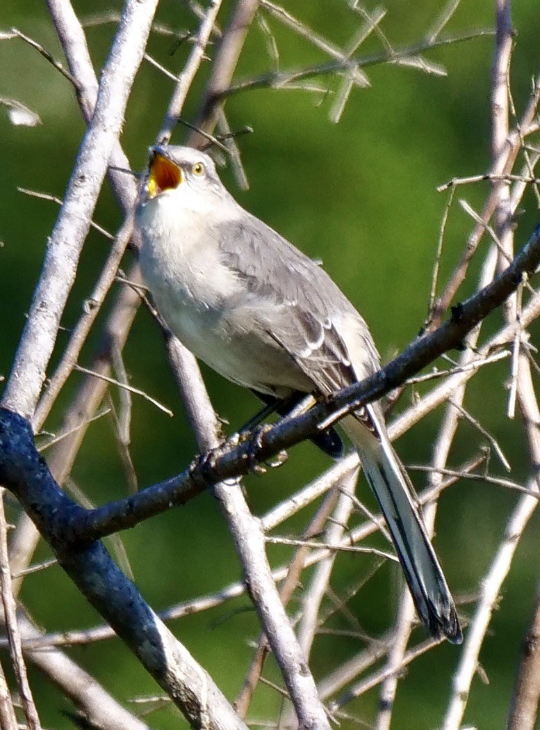 Northern Mockingbird - ML623983192