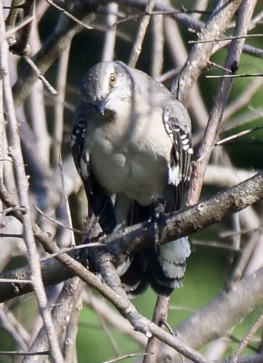 Northern Mockingbird - ML623983193