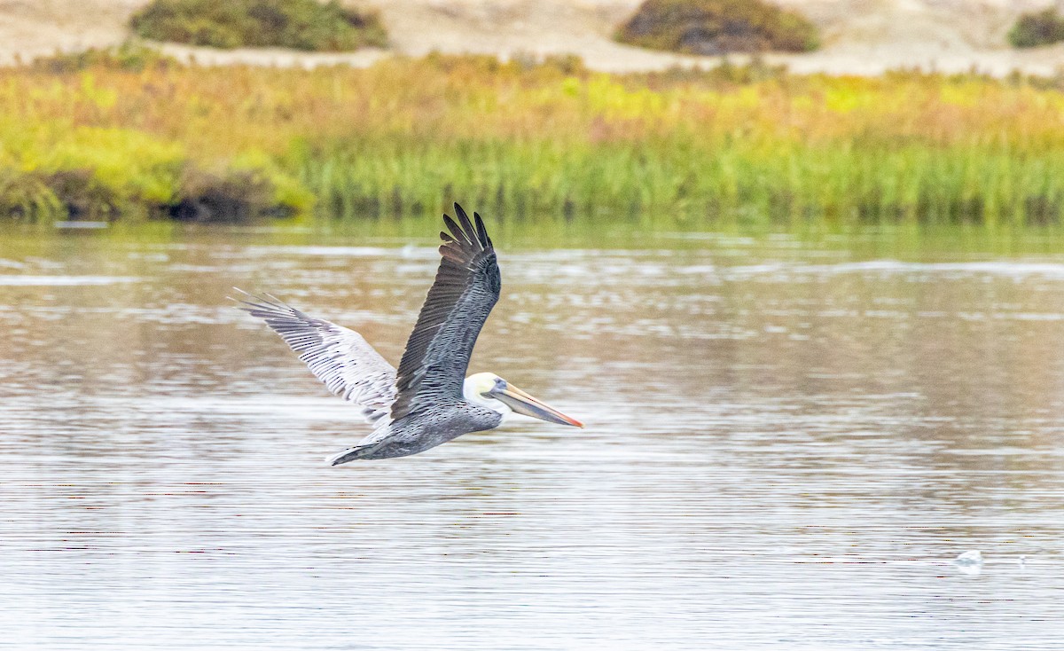 Brown Pelican - ML623983198