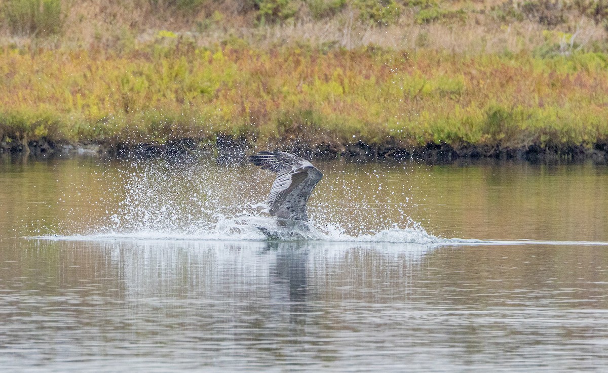 Brown Pelican - ML623983202