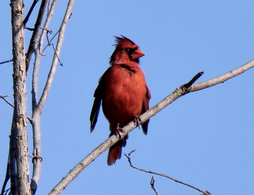 Northern Cardinal - ML623983212