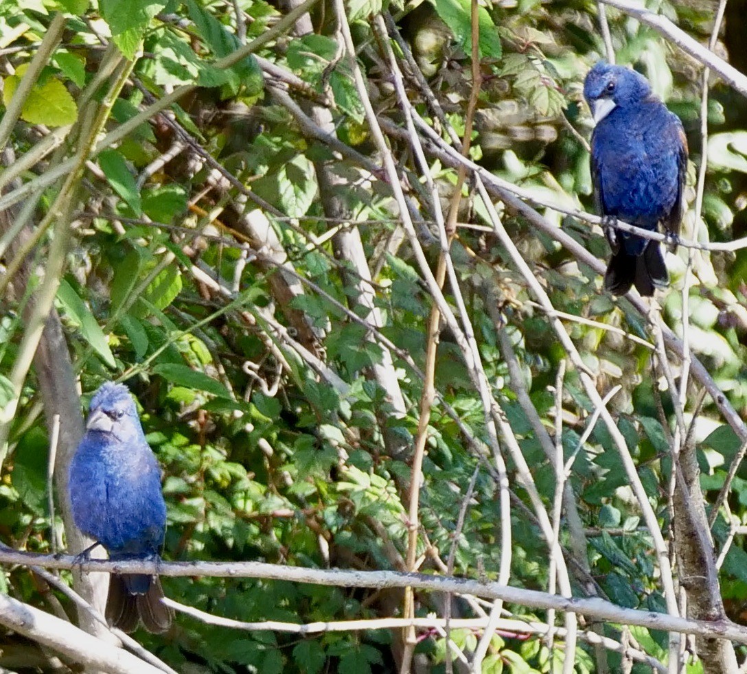 Blue Grosbeak - Lee & Mary Ann Evans