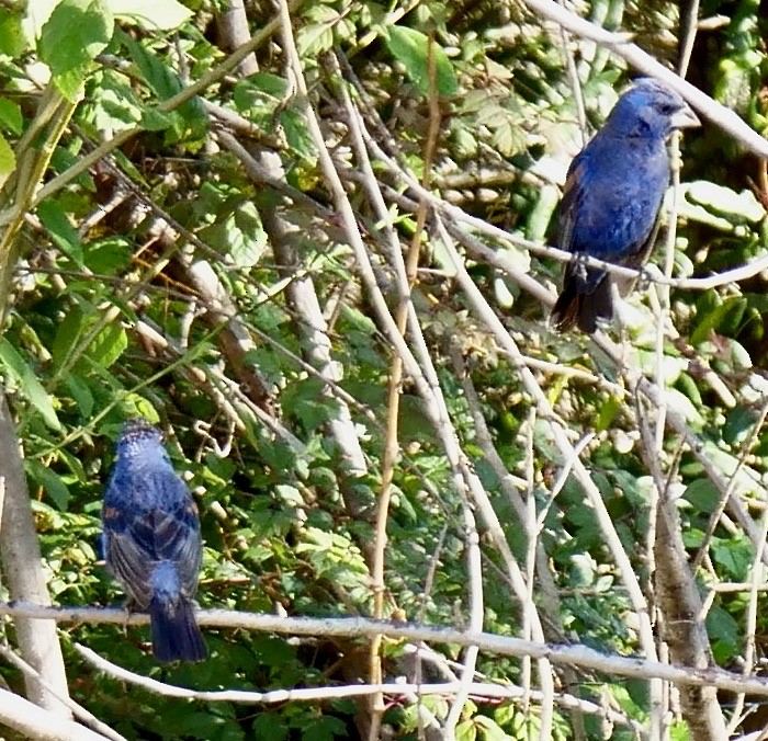 Blue Grosbeak - ML623983221