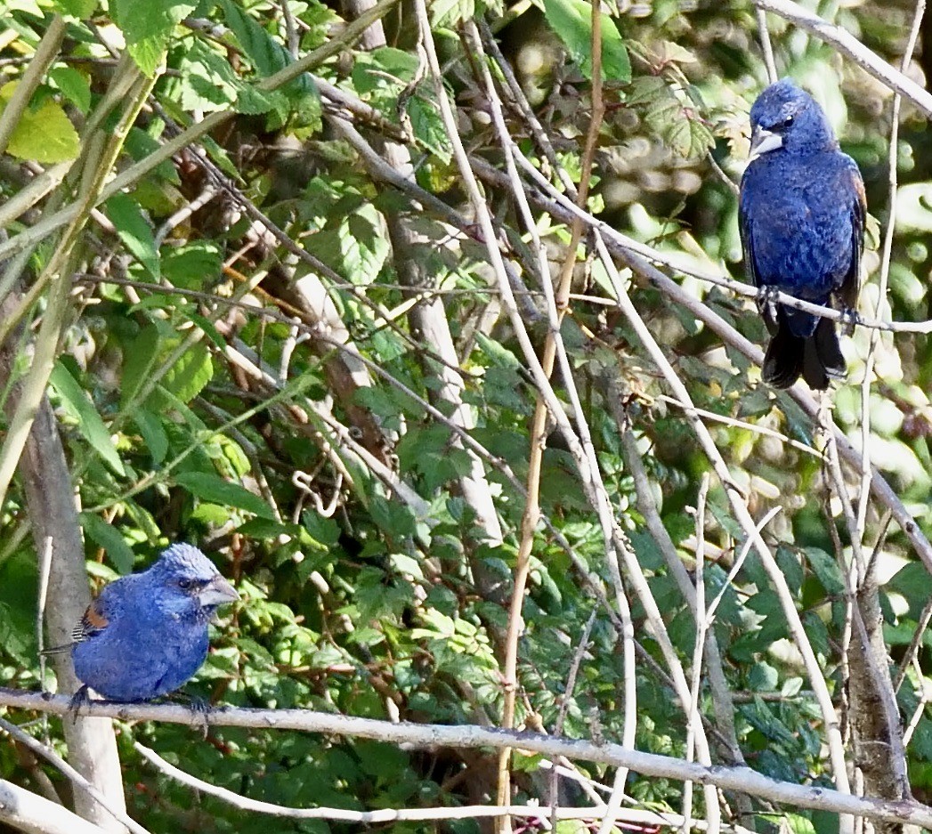 Blue Grosbeak - ML623983222