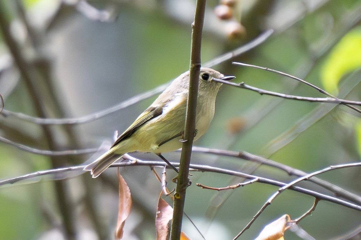 Ruby-crowned Kinglet - ML623983223