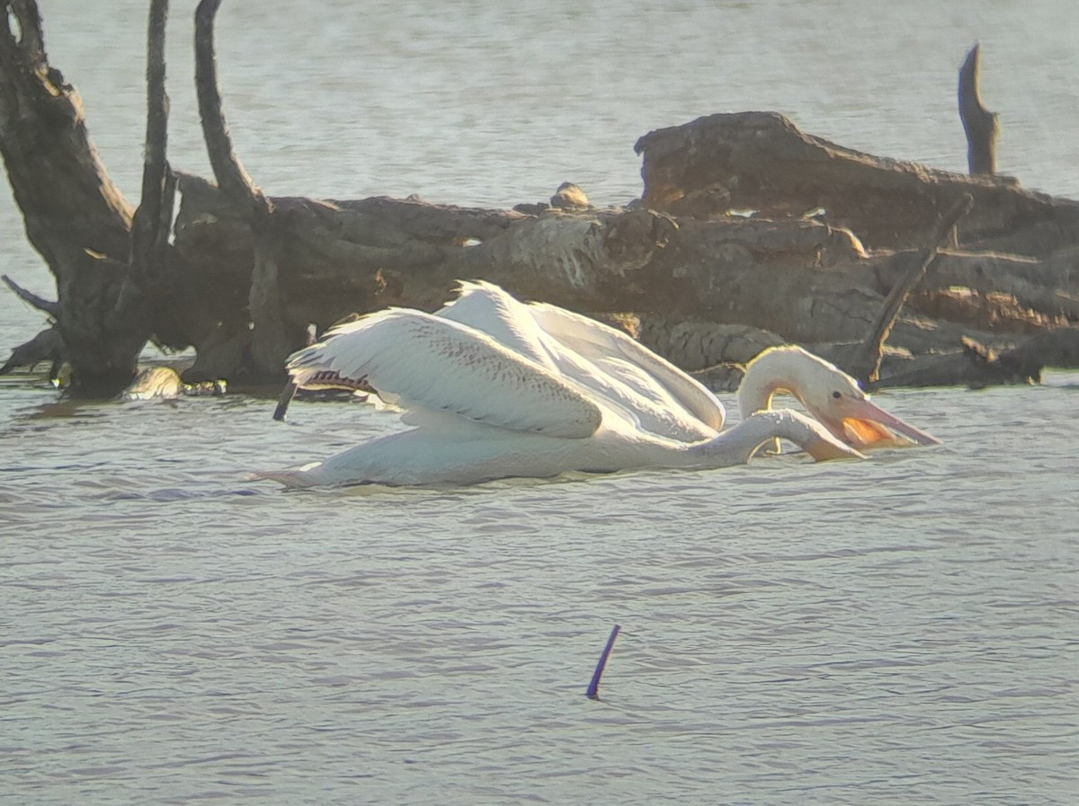 American White Pelican - ML623983230