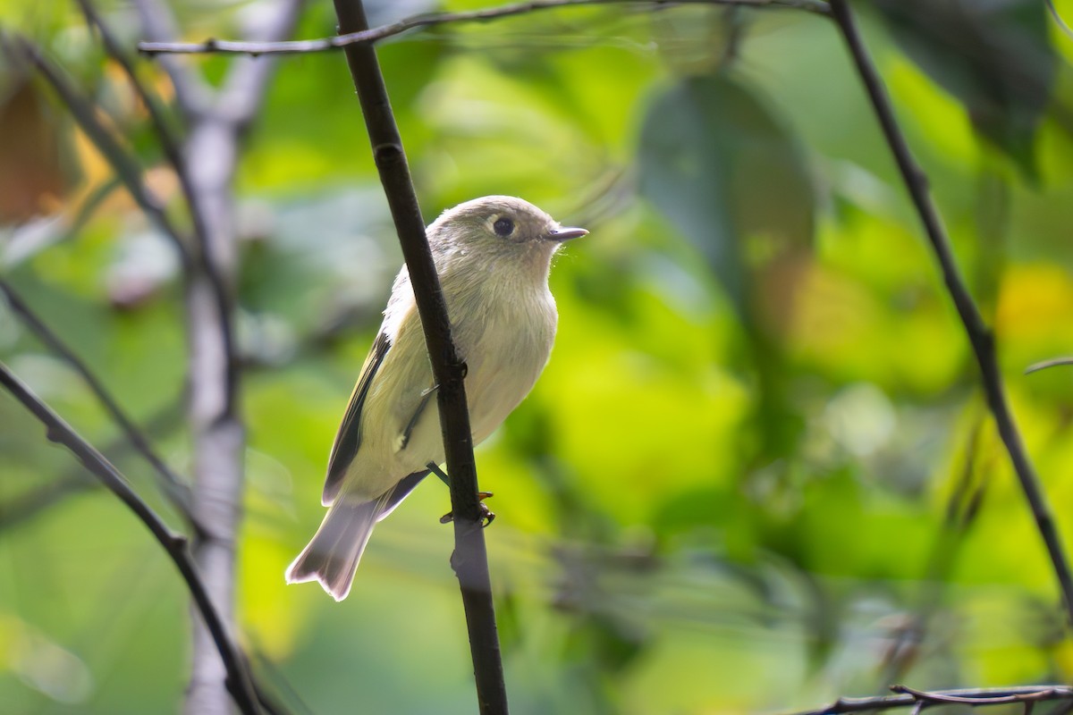 Ruby-crowned Kinglet - ML623983231