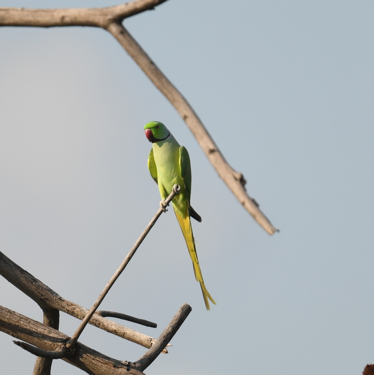 Rose-ringed Parakeet - Manas マナサ