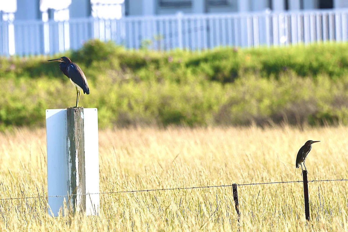 Tricolored Heron - Dean Silvers