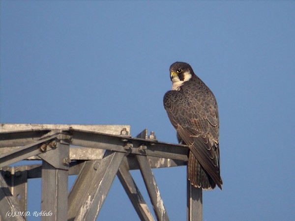 Peregrine Falcon (Mediterranean) - ML623983260