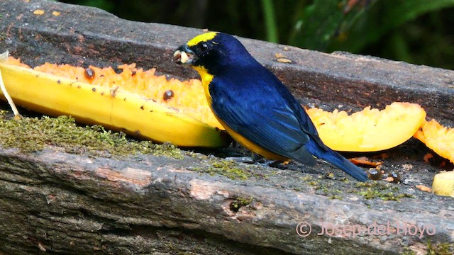 Thick-billed Euphonia (Black-tailed) - ML623983263