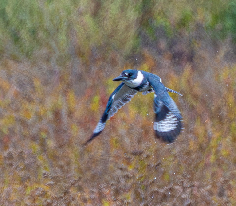 Belted Kingfisher - Ben  Valdez