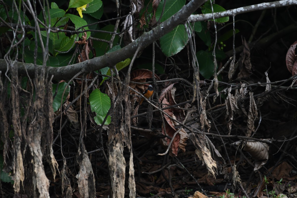 Daurian Redstart - ML623983269