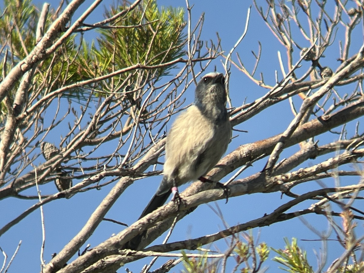 Florida Scrub-Jay - ML623983302