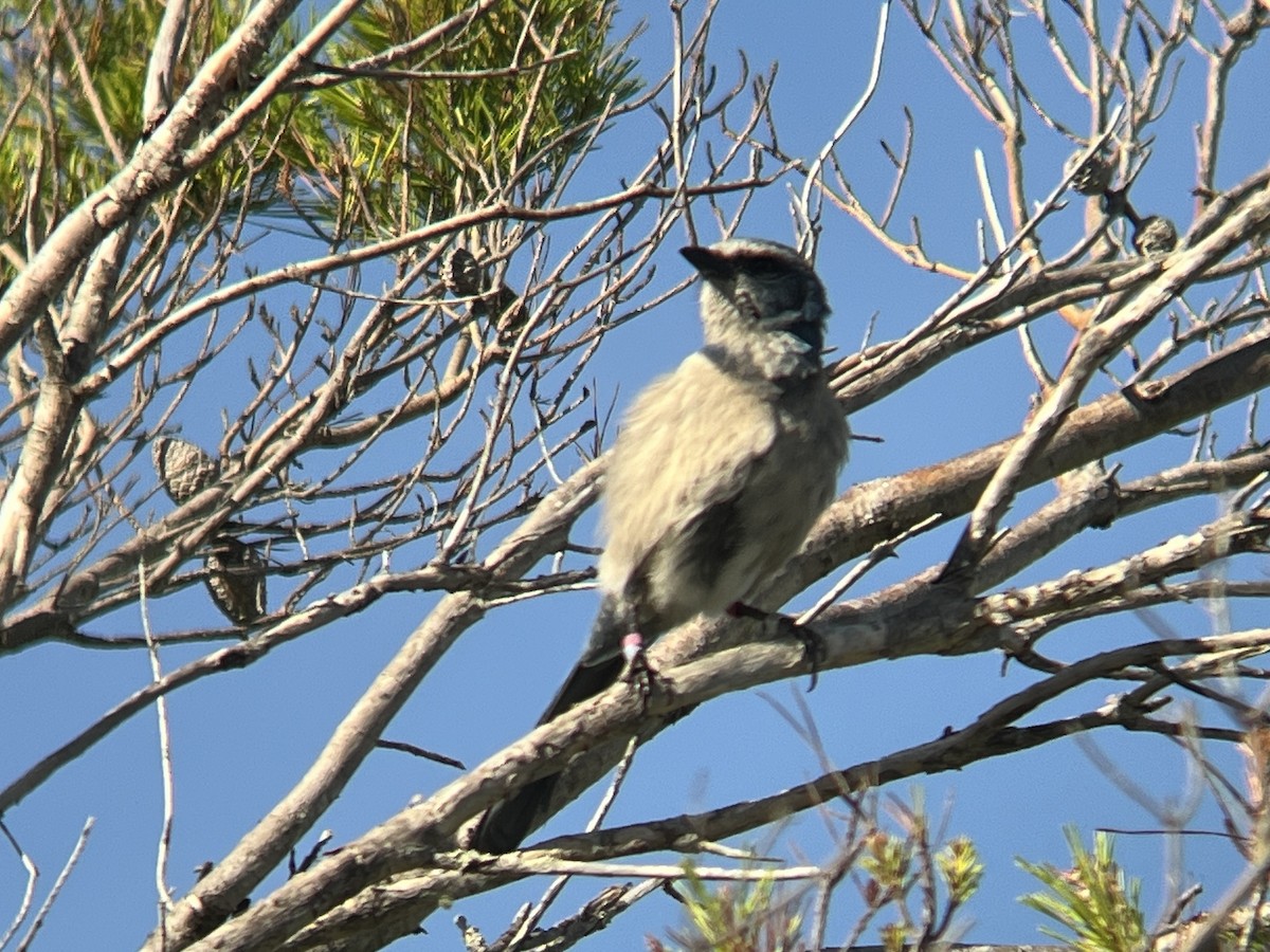 Florida Scrub-Jay - ML623983303