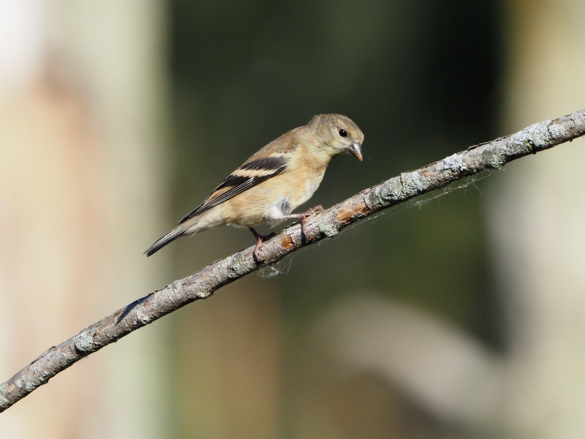 American Goldfinch - ML623983325