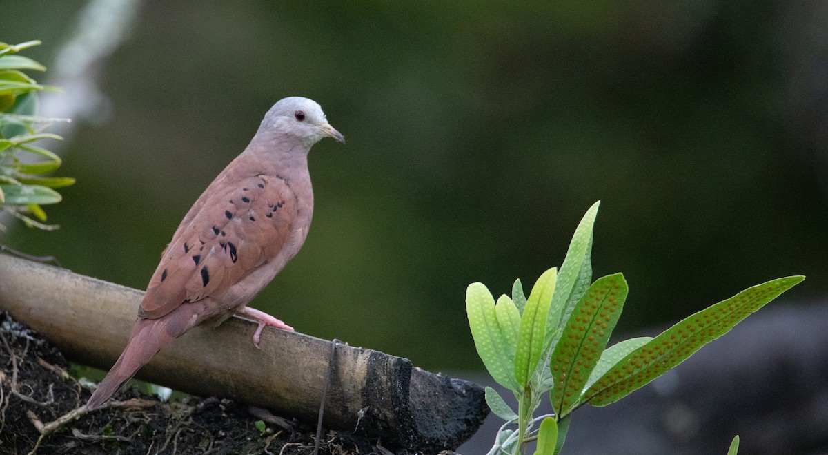 Ruddy Ground Dove - ML623983330