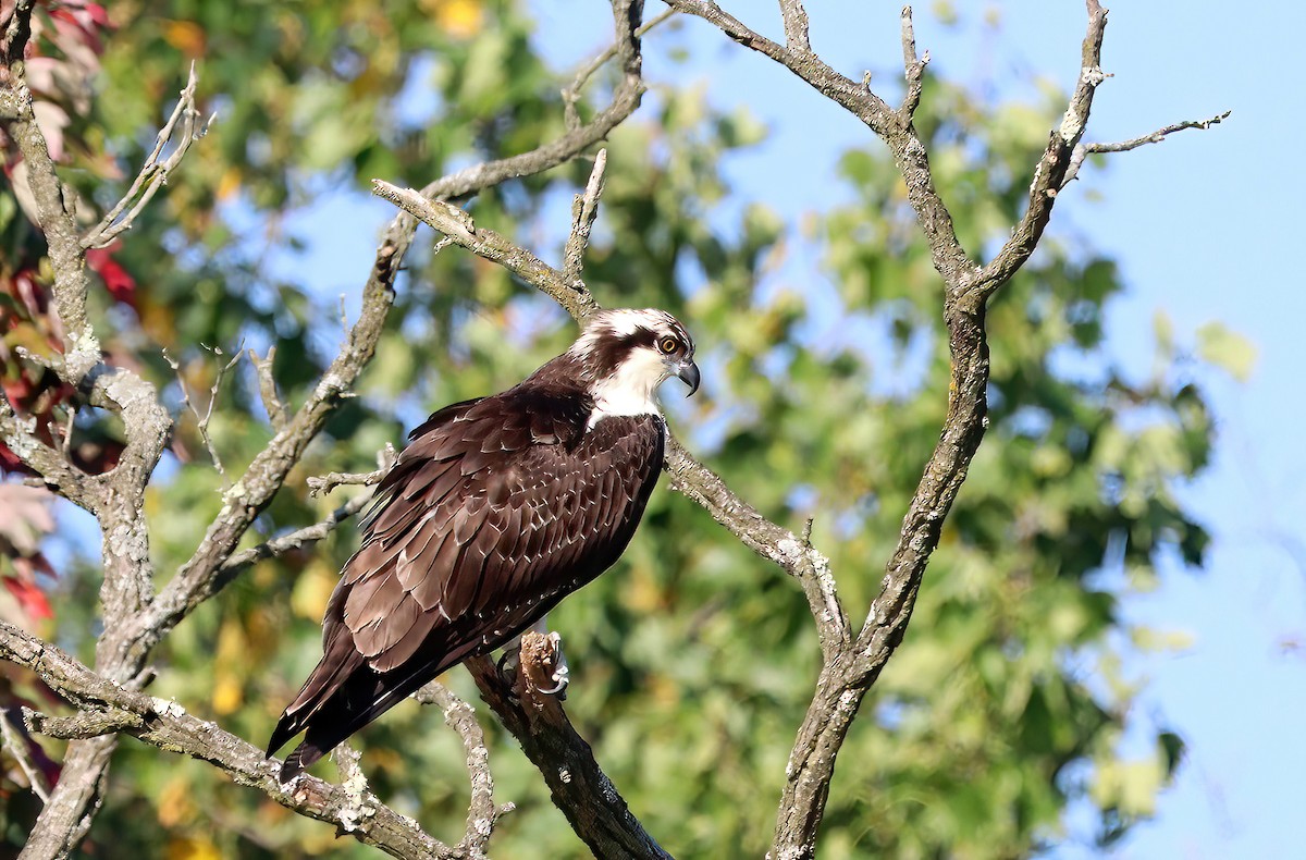 Águila Pescadora - ML623983332