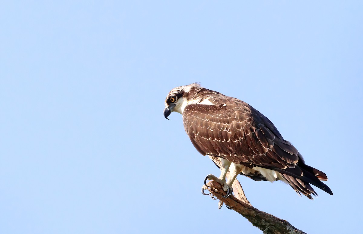 Águila Pescadora - ML623983333