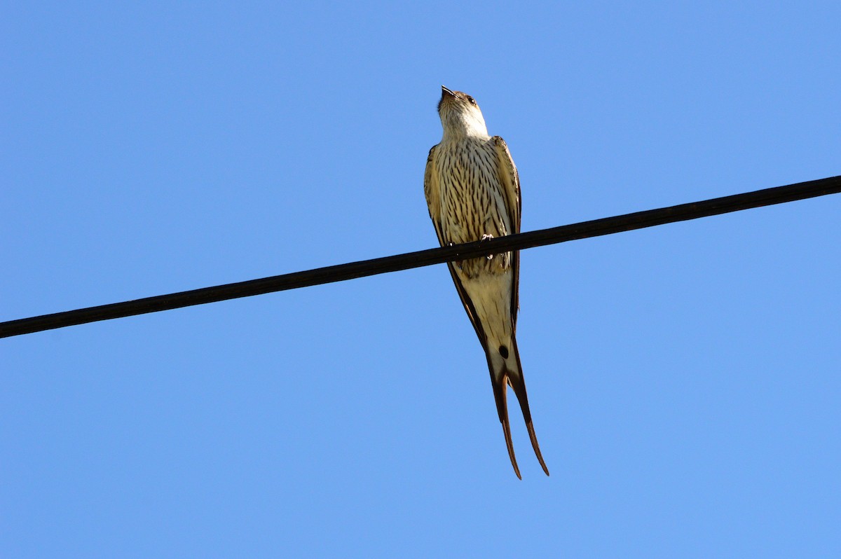 Greater Striped Swallow - ML623983336