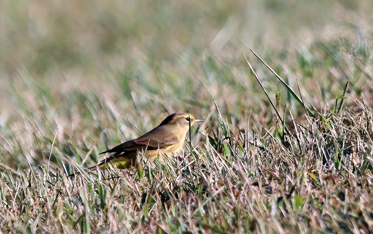 Reinita Palmera (hypochrysea) - ML623983341