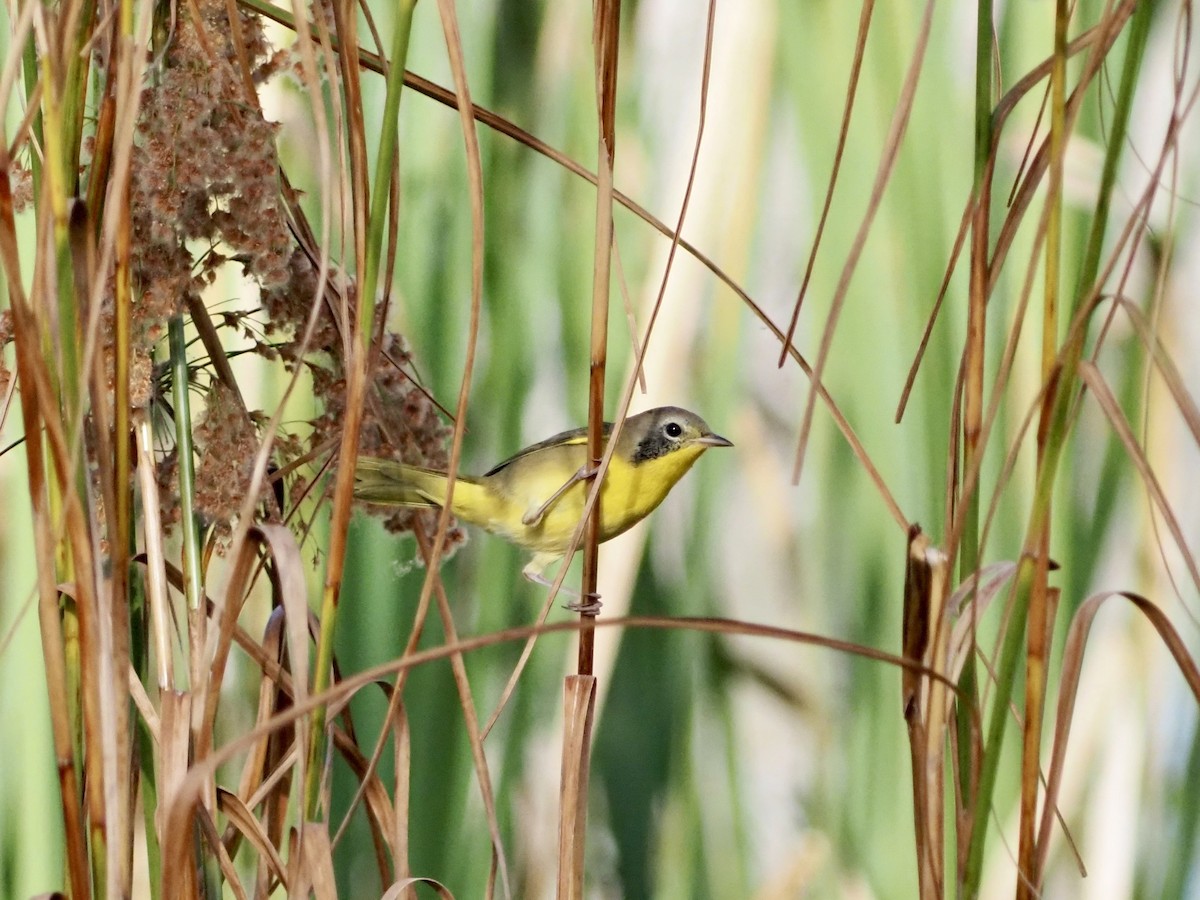 Common Yellowthroat - David Zook