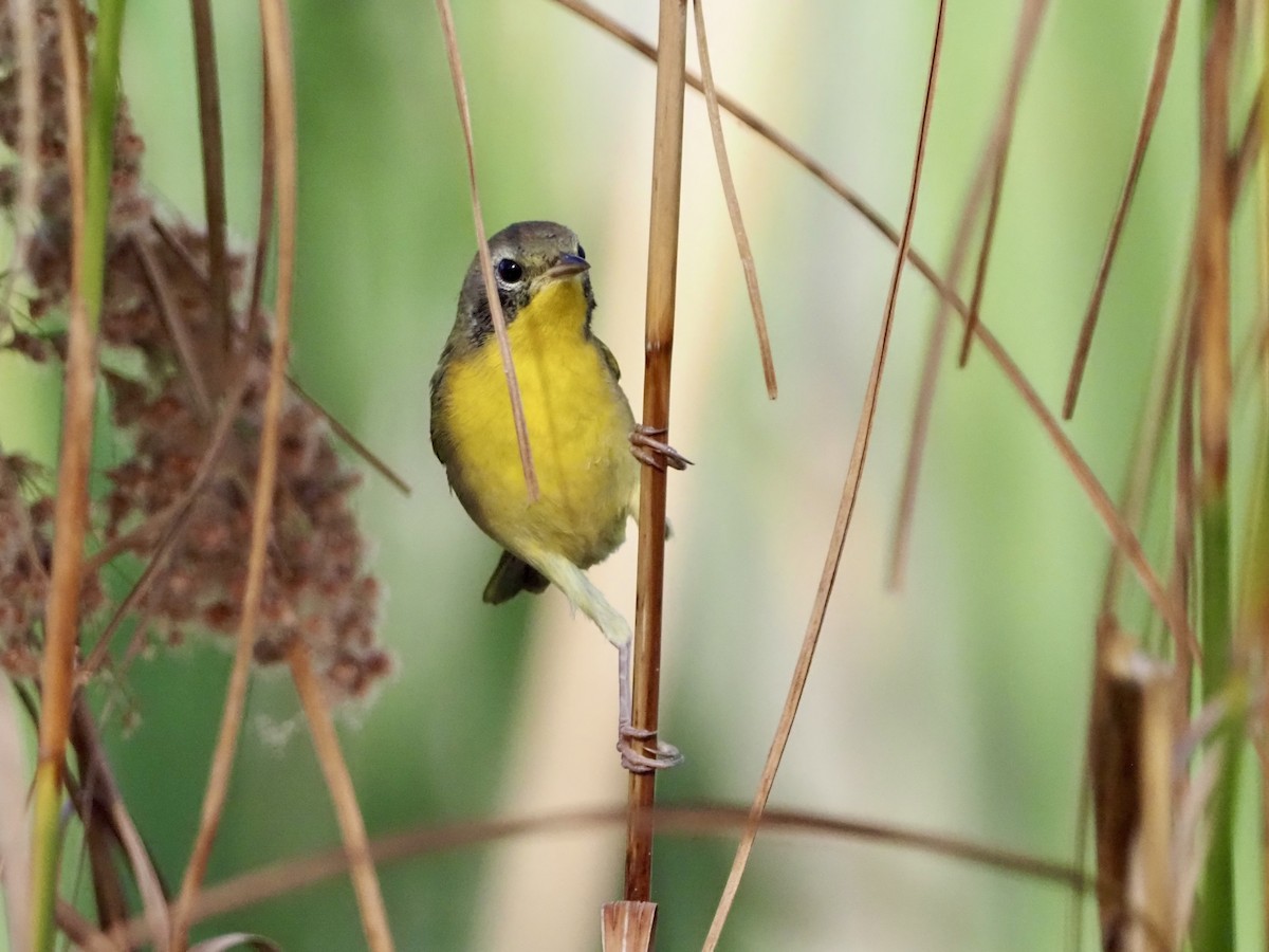 Common Yellowthroat - ML623983345