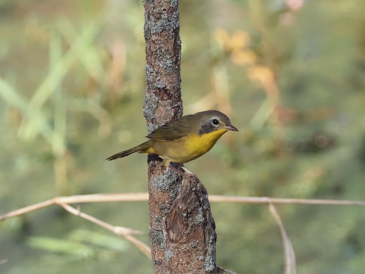 Common Yellowthroat - ML623983346