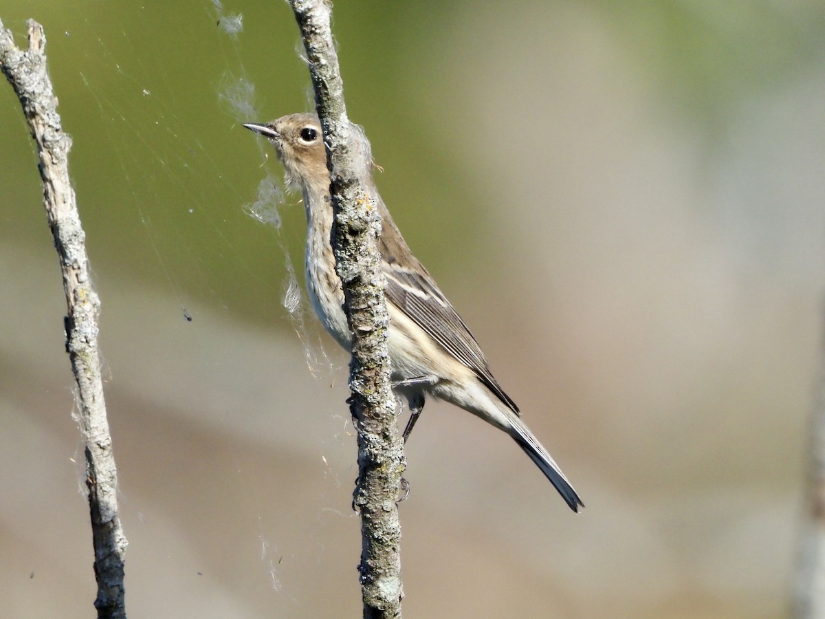 Yellow-rumped Warbler - ML623983354