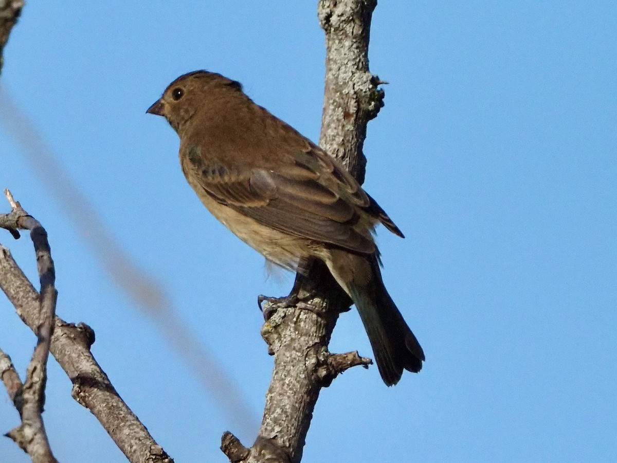 Indigo Bunting - ML623983366