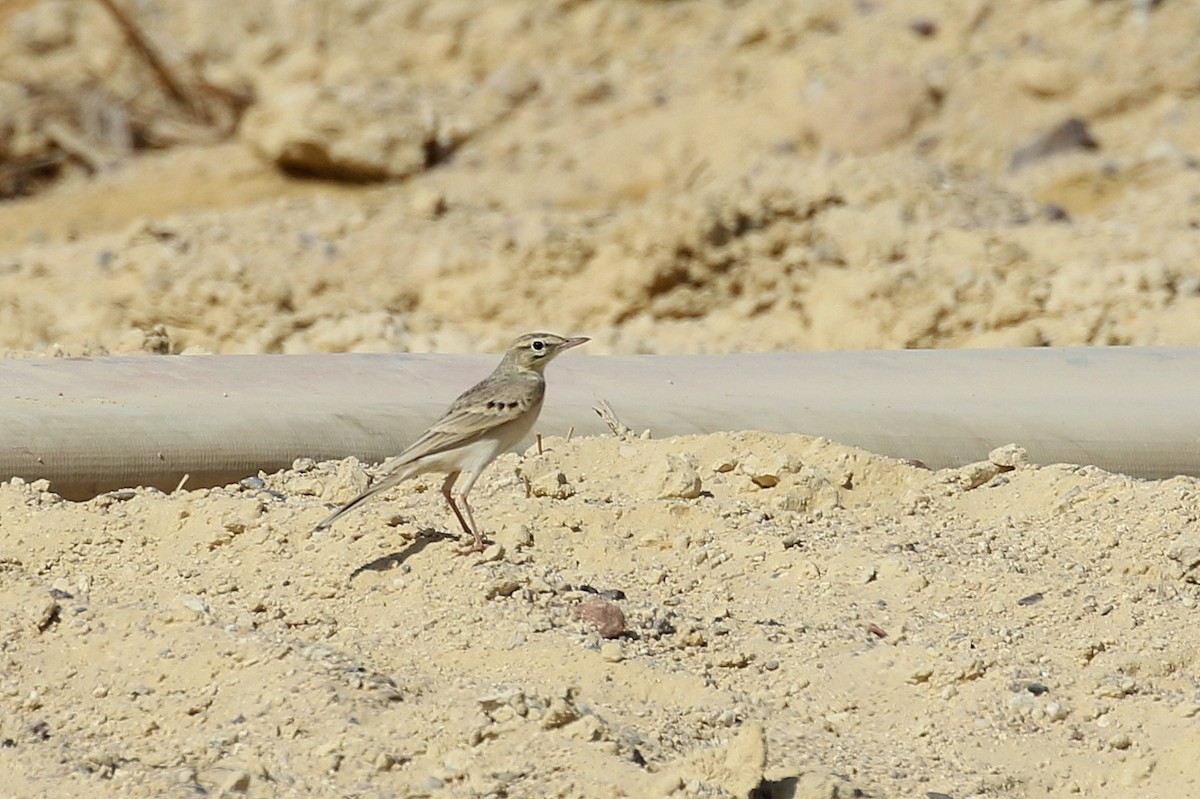 פפיון צהוב - ML623983374