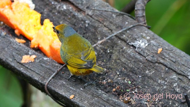 Thick-billed Euphonia (Black-tailed) - ML623983378