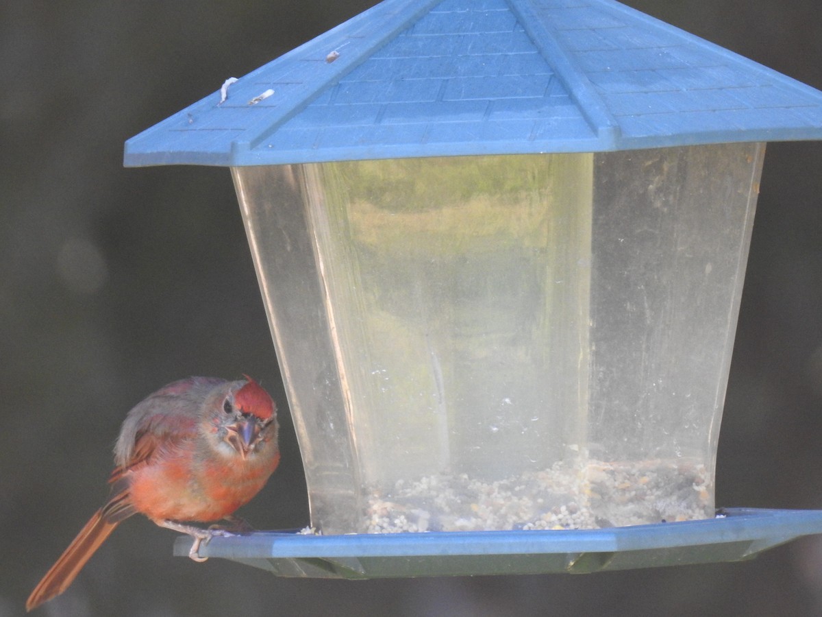 Northern Cardinal - ML623983419
