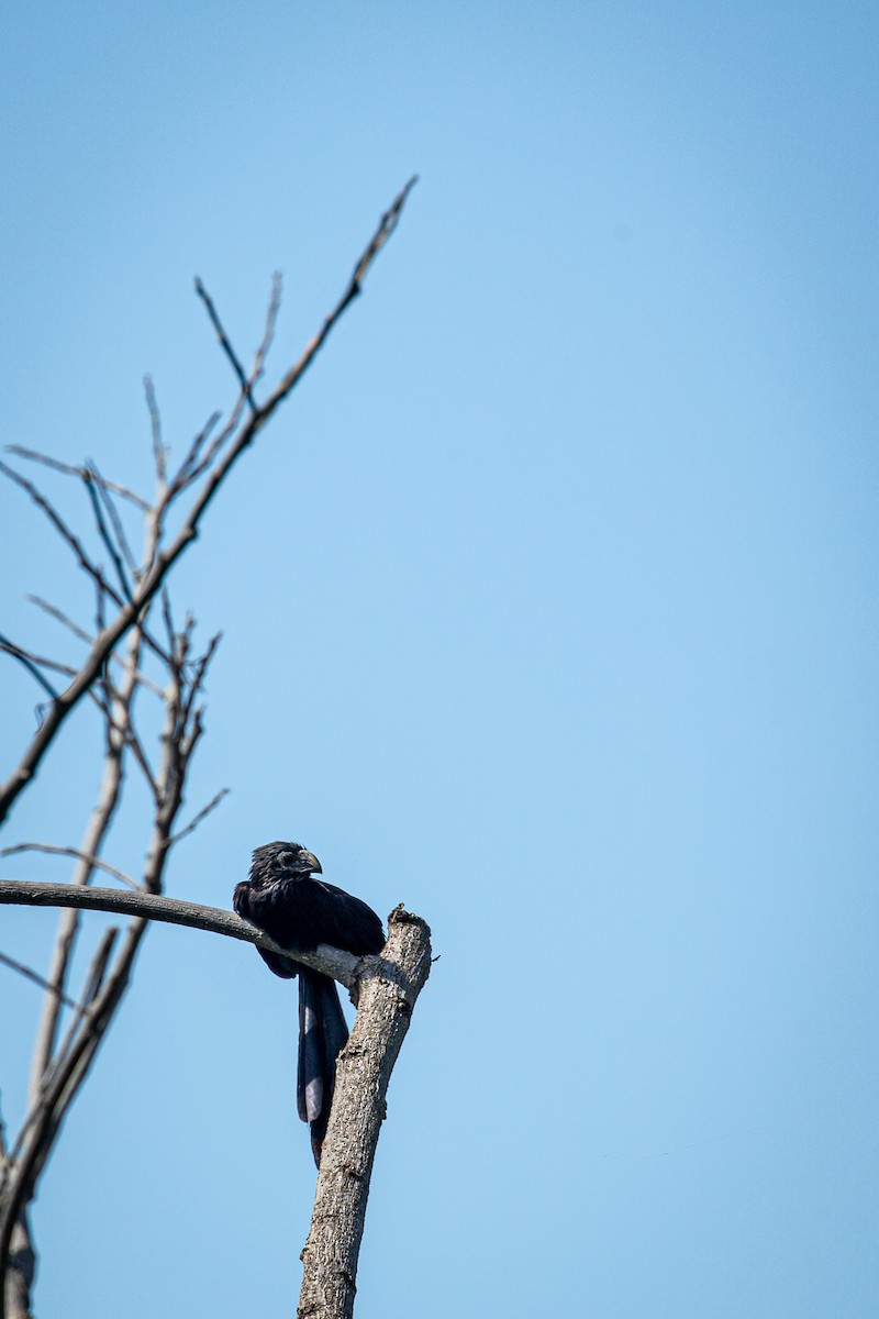 Groove-billed Ani - ML623983444