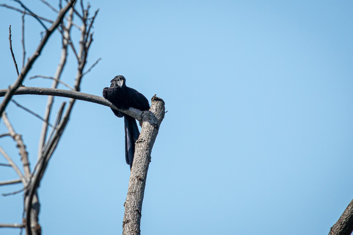 Groove-billed Ani - ML623983445