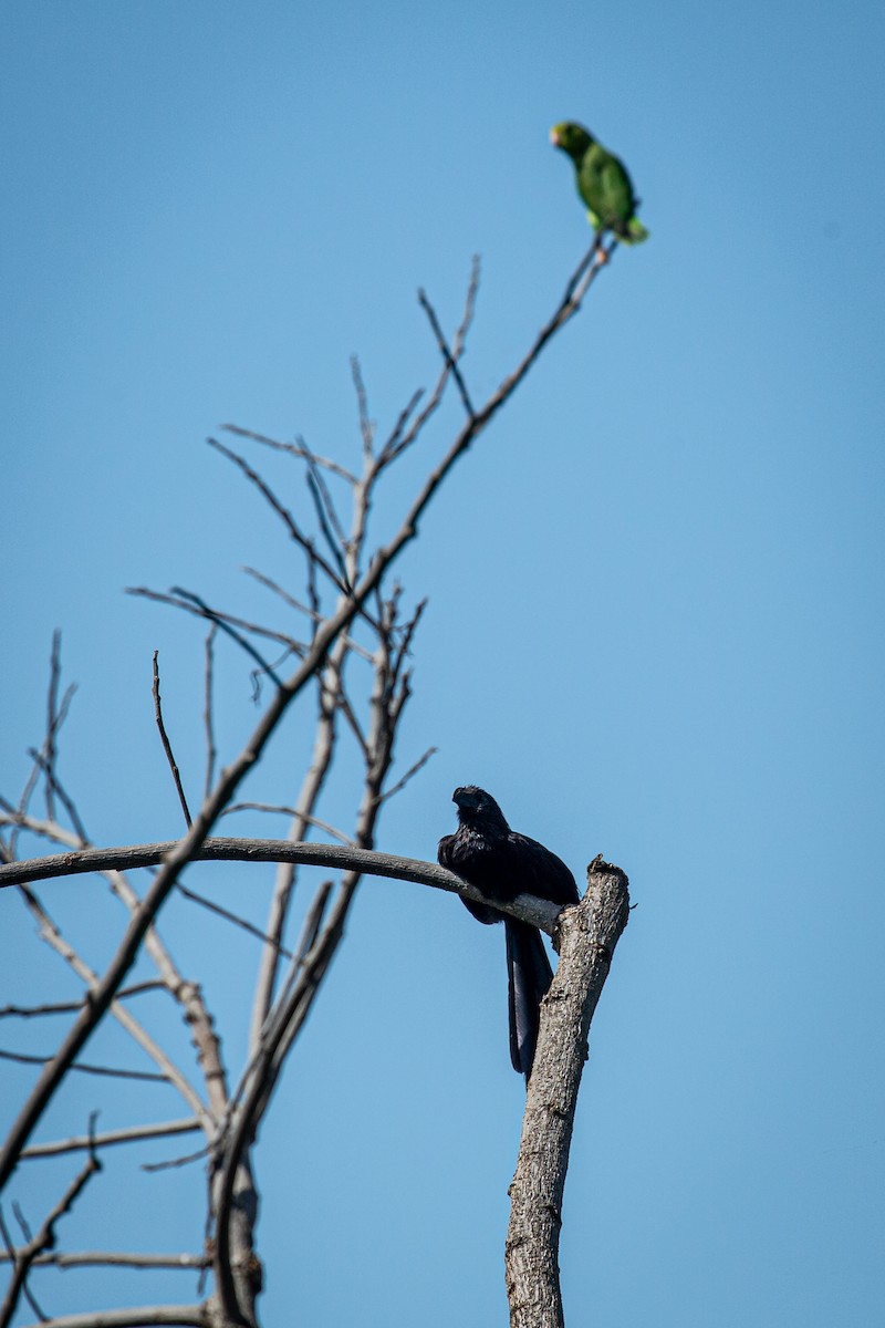 Groove-billed Ani - ML623983446