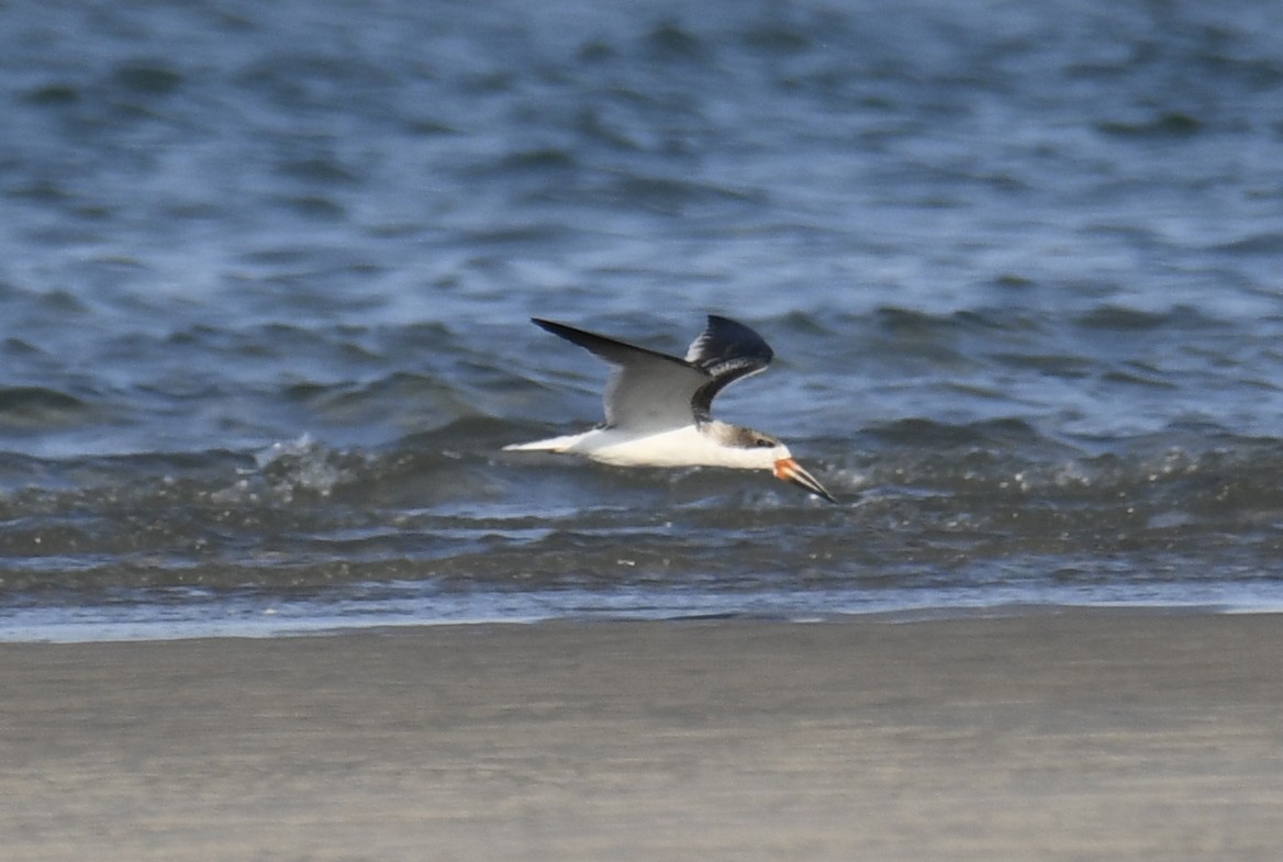 Black Skimmer - ML623983465