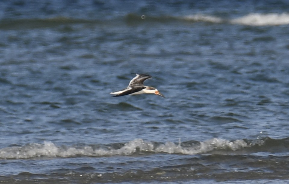 Black Skimmer - ML623983466